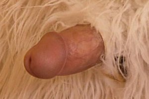 欧美色ady狠狠爱 Porn